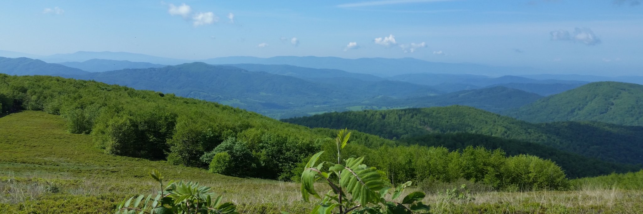 Witold Chomiczewski banner