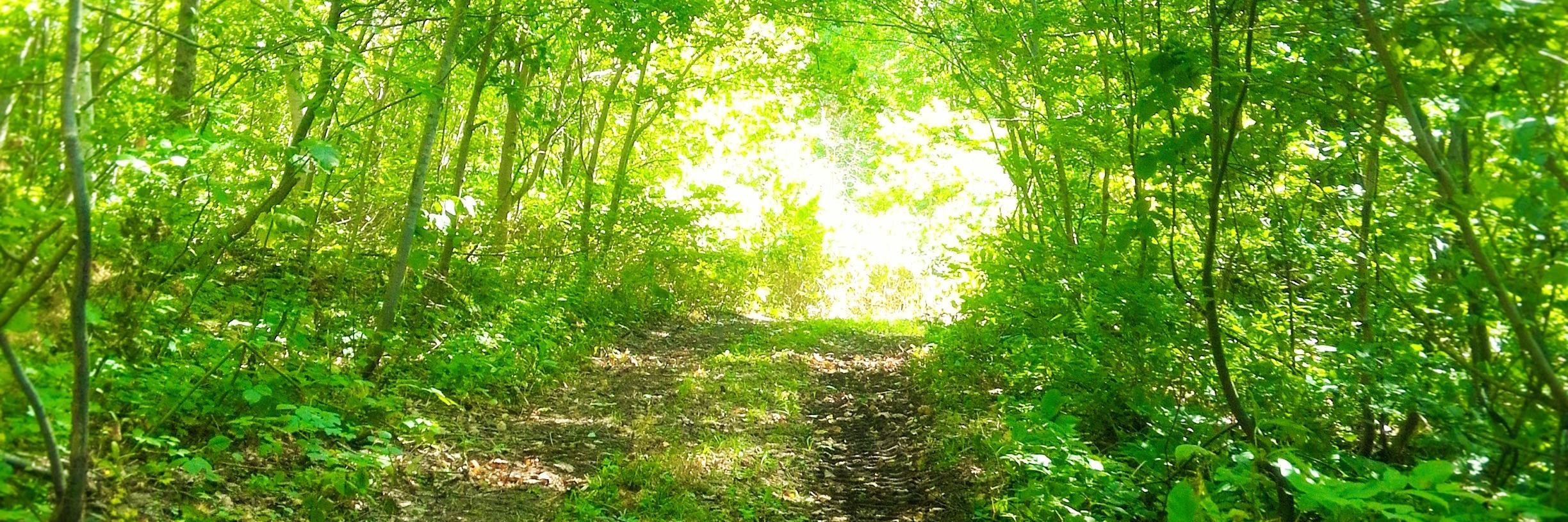 yajul / 占い師のカヒノト banner