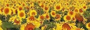 GratefulAnne59's profile banner image