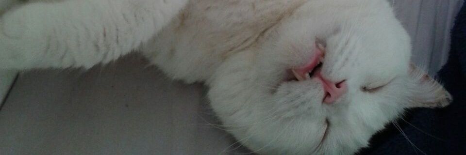 BarruecoFlor's profile banner image