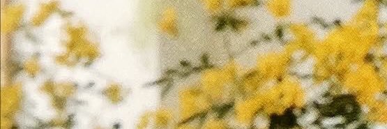 ky kasselman sorley banner