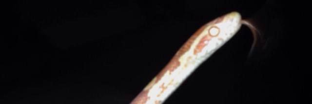stephycolang's profile banner image