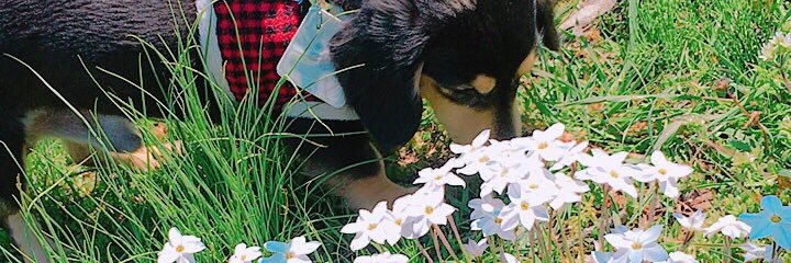 RaLSaRi4's profile banner image