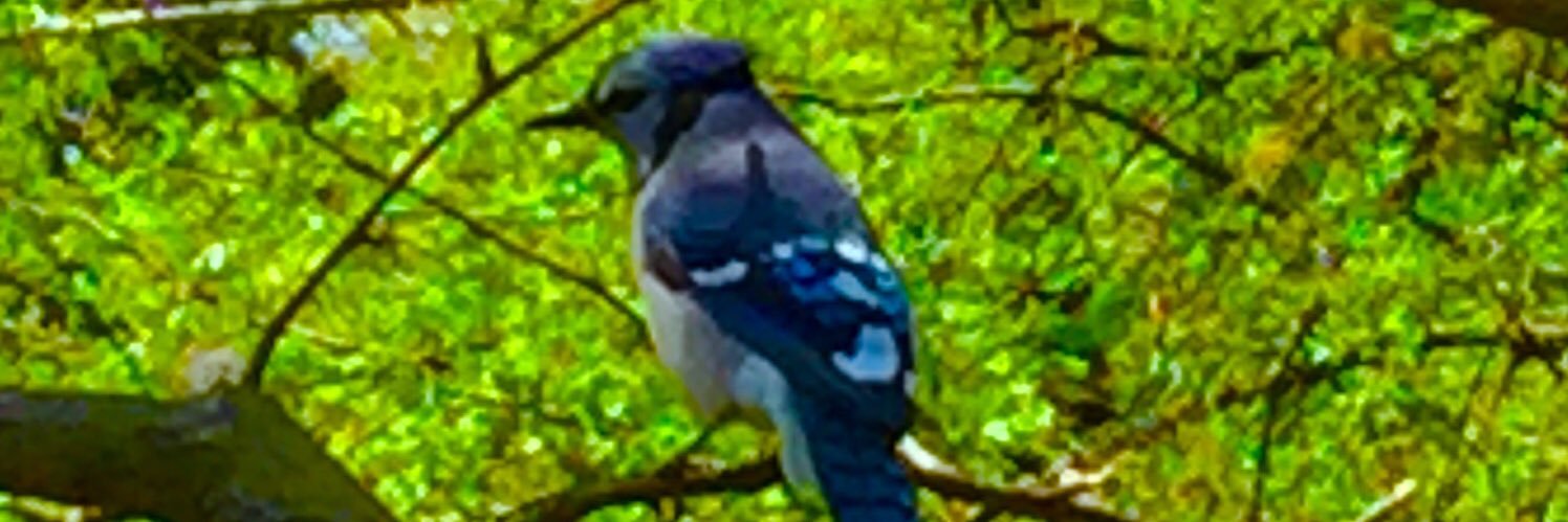 scottandrewb's profile banner image