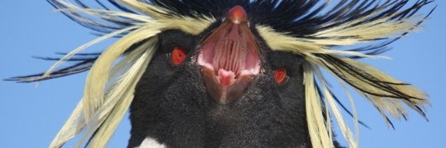 DarkWingZeroTwo's profile banner image