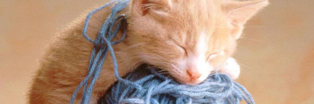 BestAdorableMsg's profile banner image