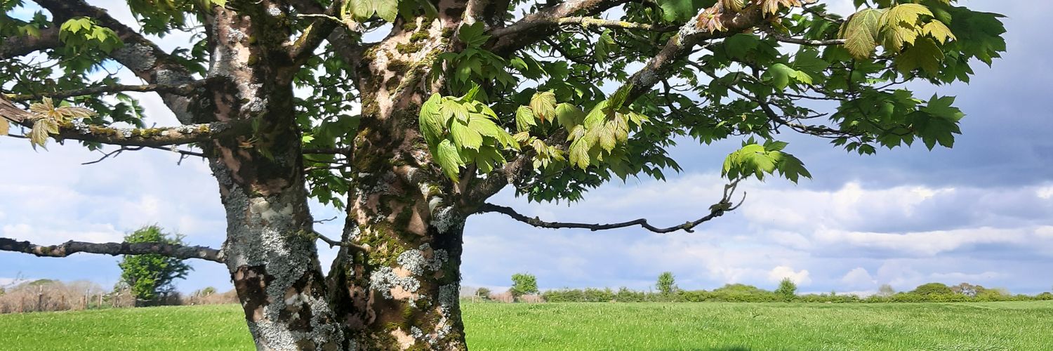 ennisimo's profile banner image