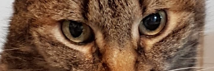 poli0807's profile banner image