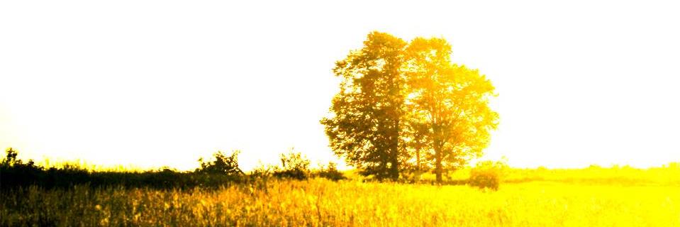 longgrassband's profile banner image