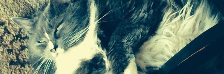 lyss_ackerson's profile banner image