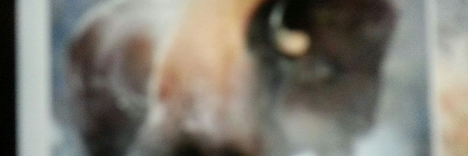 bisondancer's profile banner image