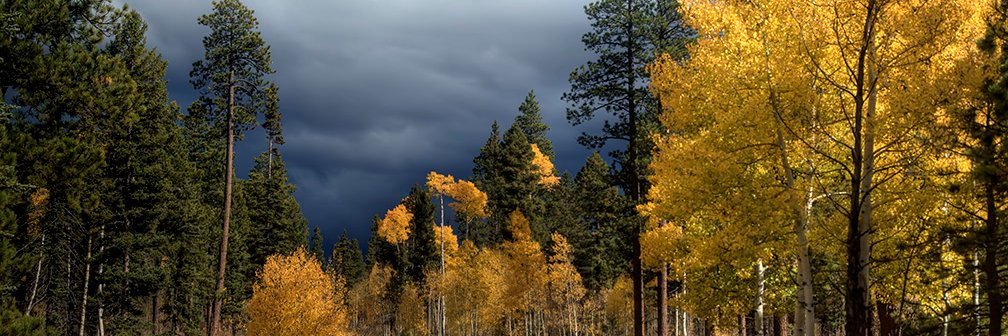 Eduardo Calabrano banner