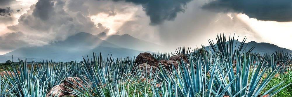DonCheyoTequila's profile banner image