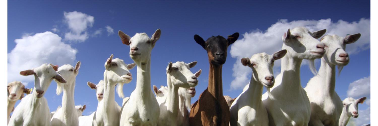 thegoatof2k's profile banner image