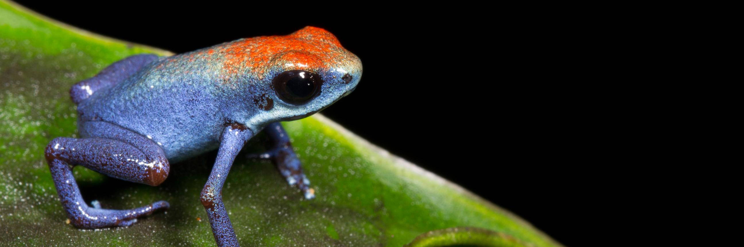 Dr. JP Lawrence banner