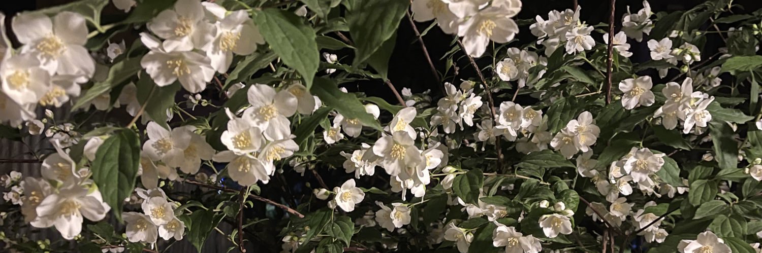 ipekyilmaz__'s profile banner image