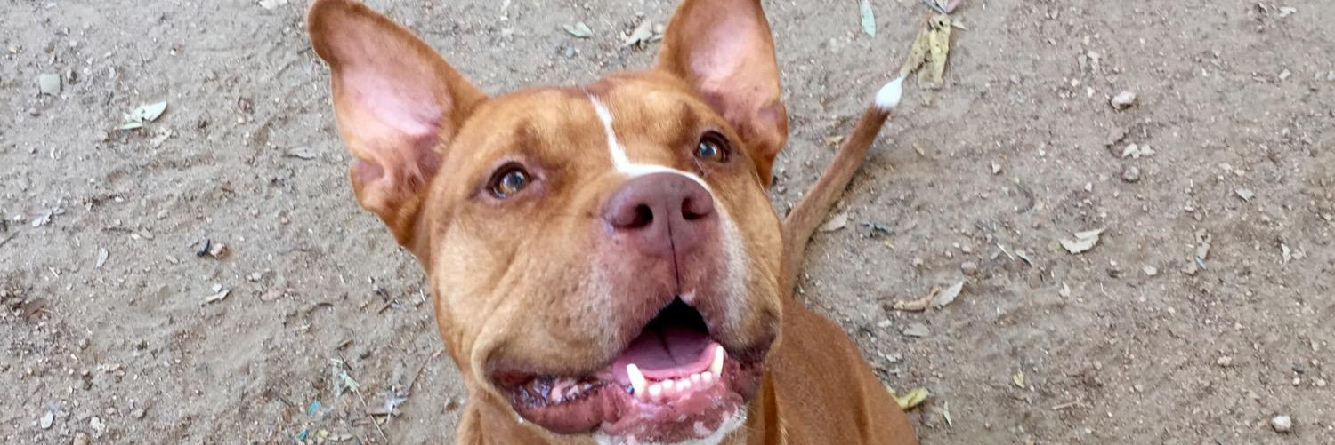Rescuedrescues's profile banner image