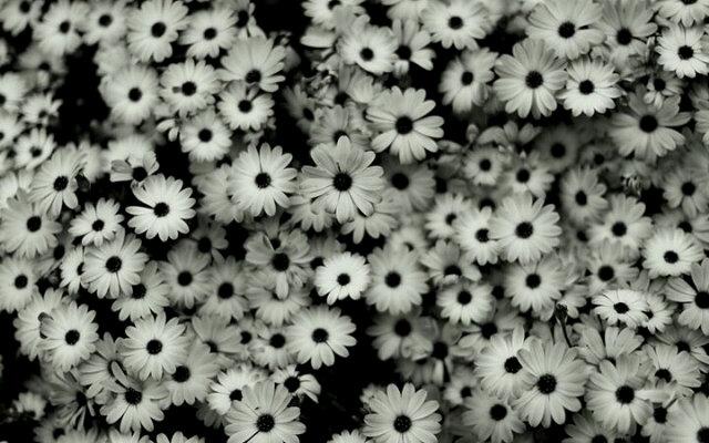 Antonio_Armn's profile banner image