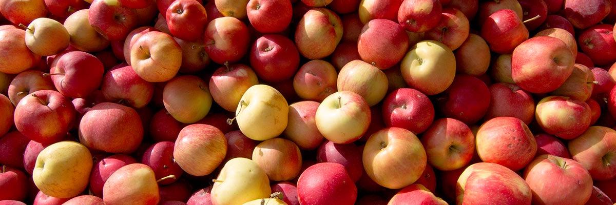 Dominion Cider banner