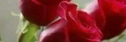 talah1980's profile banner image
