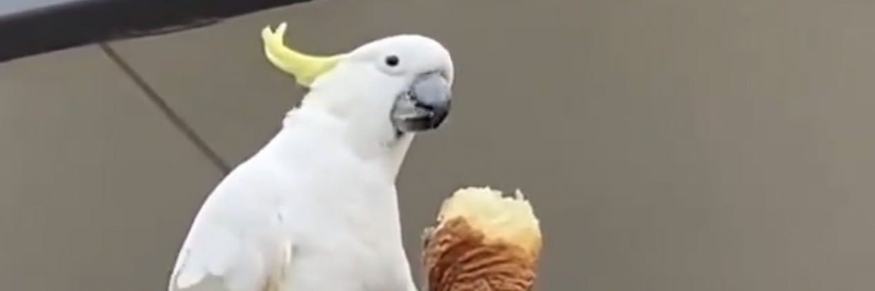 MarcoWearsPolos's profile banner image