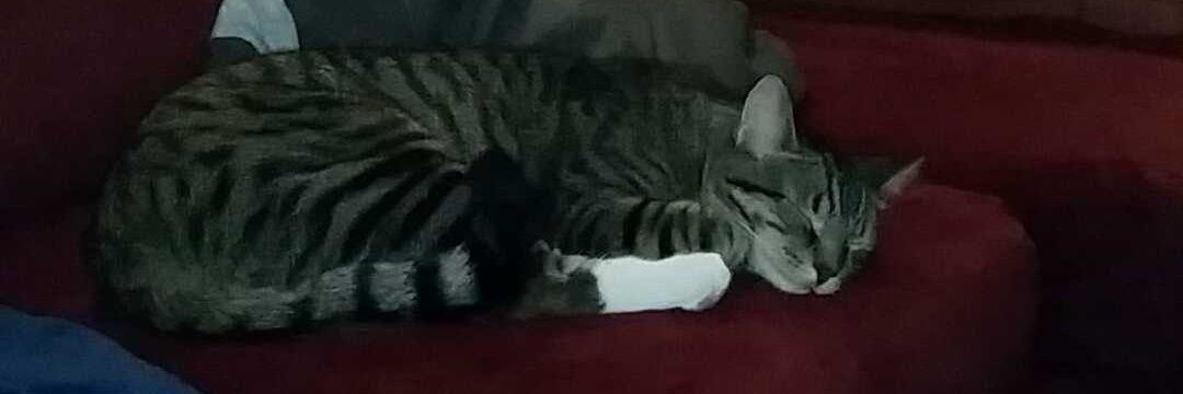 ReggieACat's profile banner image