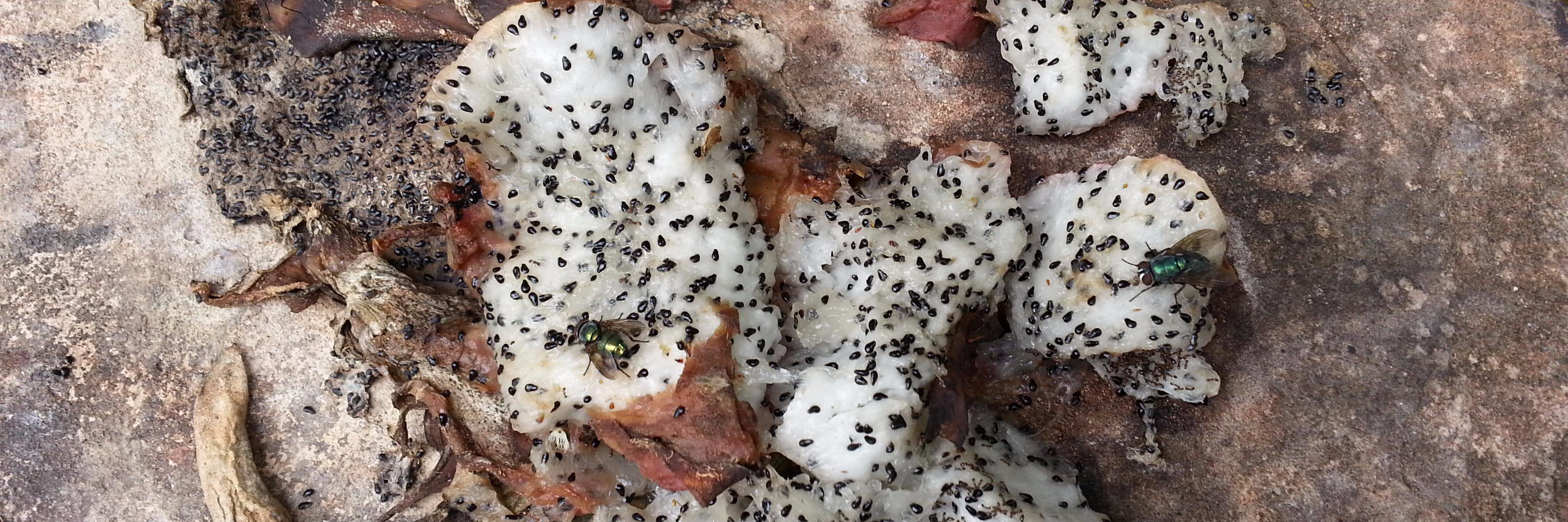 Ben Cooper @bugwonk.bsky.soci banner