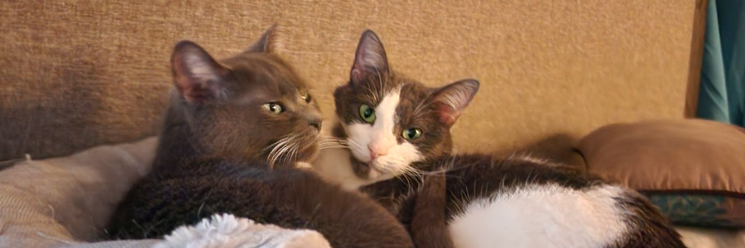 ⭕️ Lizzy Stacey banner