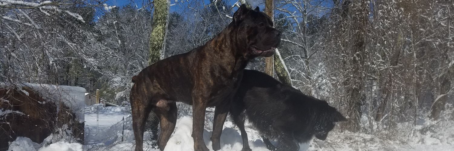 fobear's profile banner image