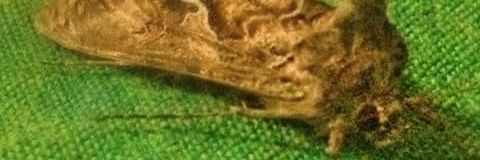 CaronImmortal's profile banner image
