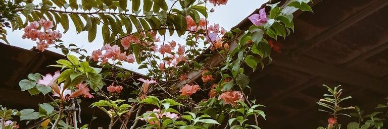 strawberryffrv's profile banner image