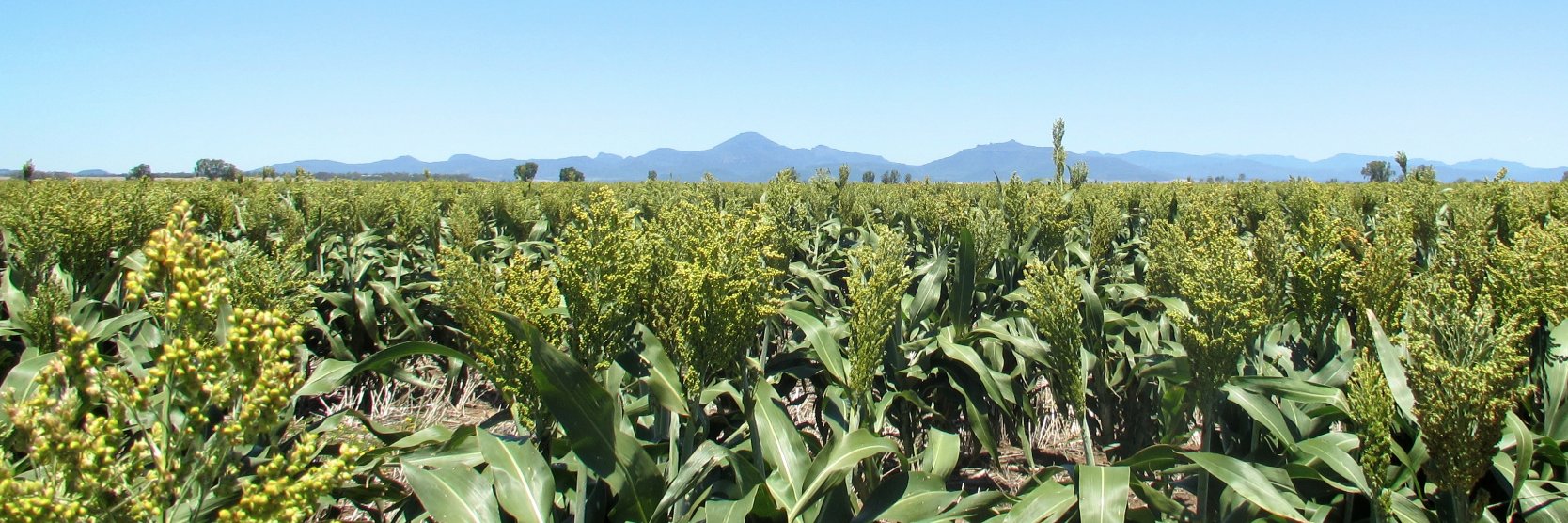 Rural Property NSW banner