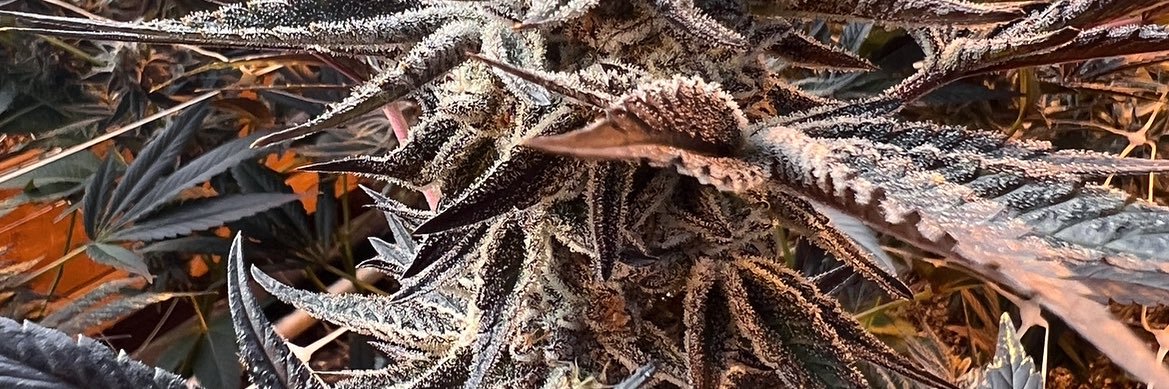 rareheadstash's profile banner image