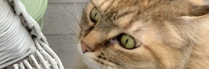 LOellie_'s profile banner image