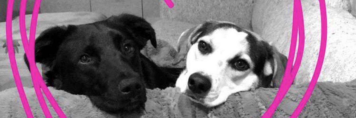 Mike Randall banner