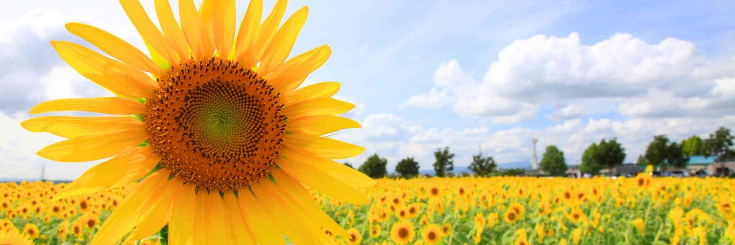 IKU🐥이쿠미♡⁠˖⁠꒰⁠ᵕ⁠༚⁠ᵕ⁠⑅⁠꒱ banner