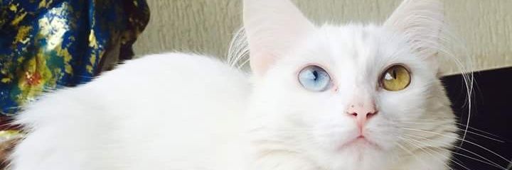 ffsilveira1's profile banner image