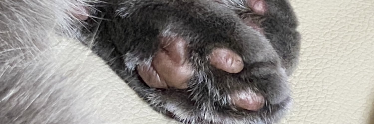 Akane_2077's profile banner image