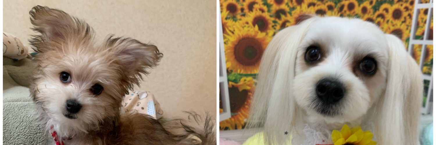 CoCo_Y_MaYu's profile banner image