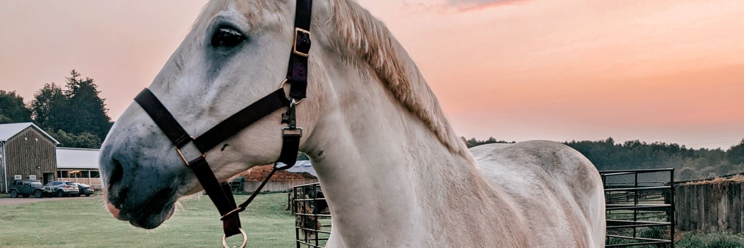 BeeCrosbyy's profile banner image