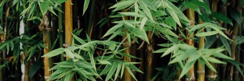 diaiaca's profile banner image