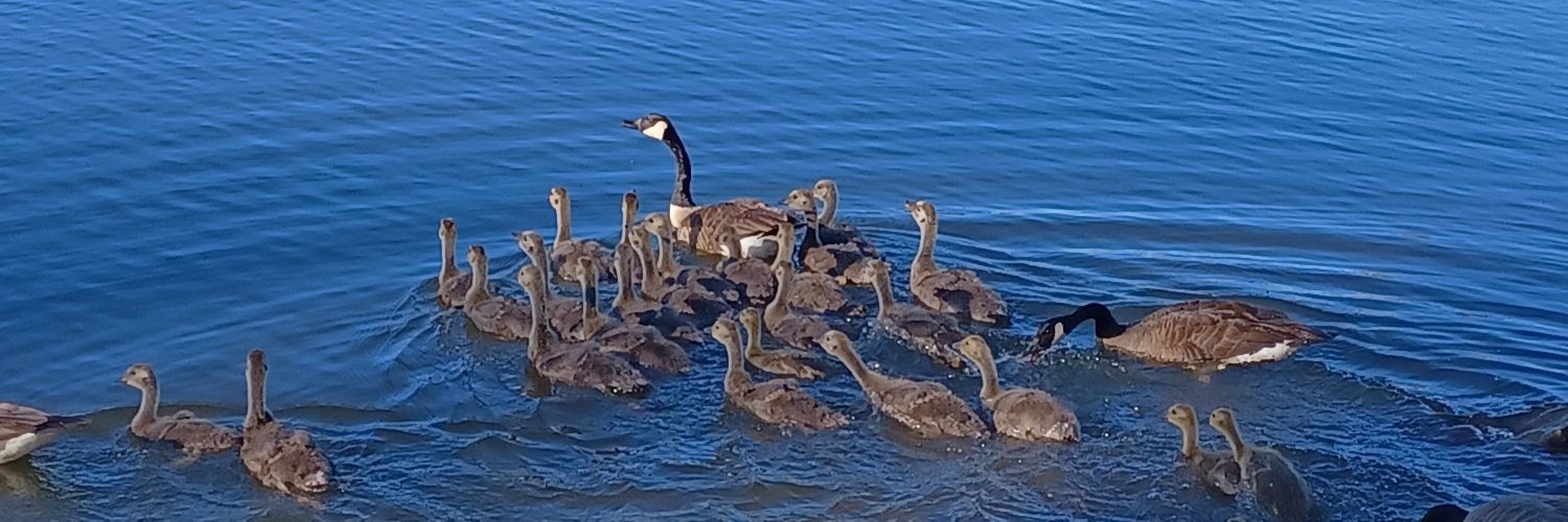 Christy 🦜💙 banner