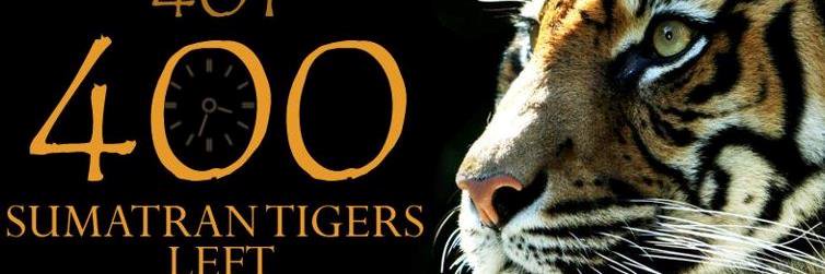 SumatranTiger1's profile banner image