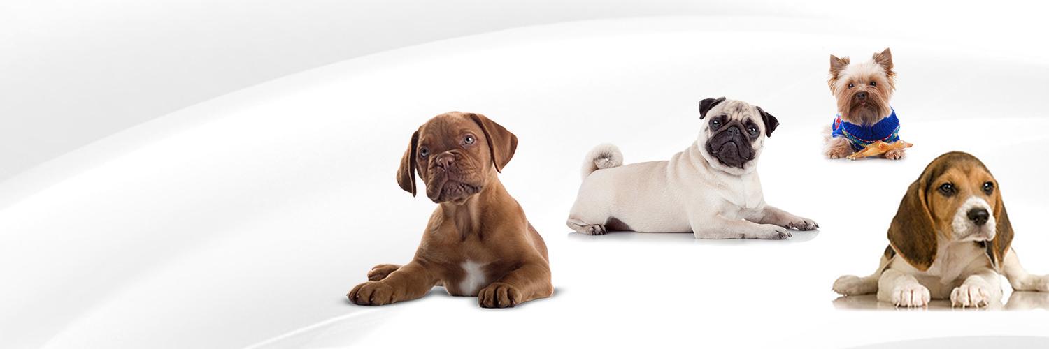 dogpointofview's profile banner image