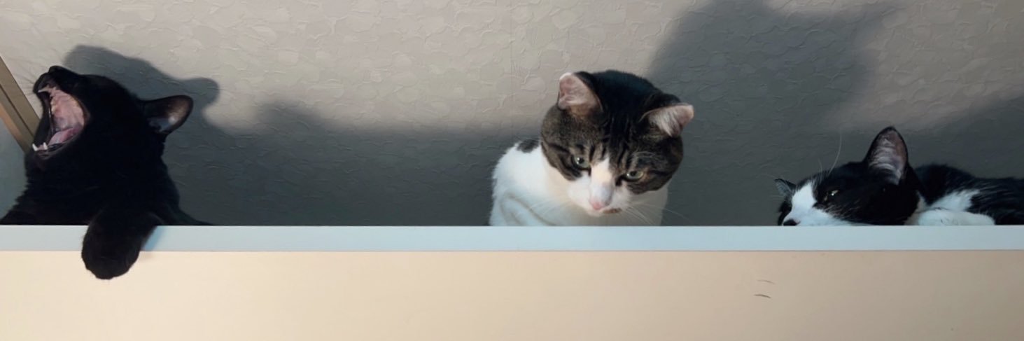 choco_9507's profile banner image