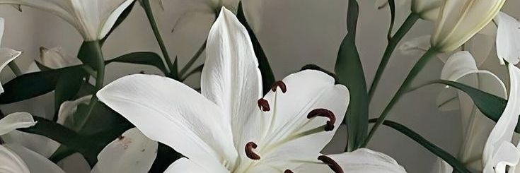 pgsces's profile banner image