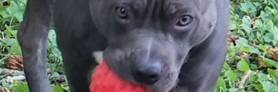BeautifuMonster's profile banner image