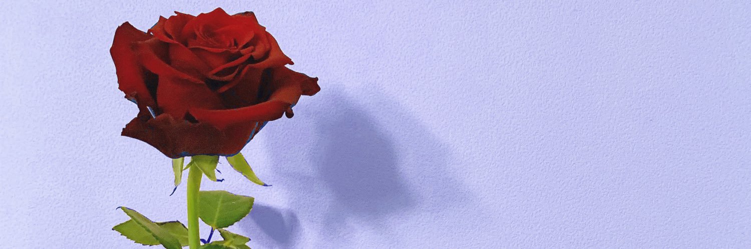 Hina___koo's profile banner image