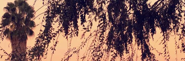 ari_meister's profile banner image