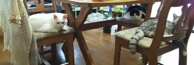猫まっしぐら banner